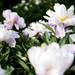 Peony flowers in the garden in Nichols Arboretum on Tuesday, June 4. Daniel Brenner I AnnArbor.com